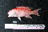  ( - IRD BMF-12.2)  @11 [ ] CreativeCommons  Attribution Non-Commercial Share-Alike (2016) Gino LIMMON Universitas Pattimura
