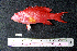  ( - IRD BMF-13.2)  @11 [ ] CreativeCommons  Attribution Non-Commercial Share-Alike (2016) Gino LIMMON Universitas Pattimura