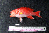  ( - IRD BMF-14.2)  @11 [ ] CreativeCommons  Attribution Non-Commercial Share-Alike (2016) Gino LIMMON Universitas Pattimura
