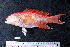  ( - IRD BMF-15.2)  @11 [ ] CreativeCommons  Attribution Non-Commercial Share-Alike (2016) Gino LIMMON Universitas Pattimura