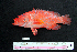  ( - IRD BMF-29.2)  @11 [ ] CreativeCommons  Attribution Non-Commercial Share-Alike (2016) Gino LIMMON Universitas Pattimura