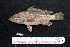  ( - IRD BMF-31.2)  @11 [ ] CreativeCommons  Attribution Non-Commercial Share-Alike (2016) Gino LIMMON Universitas Pattimura