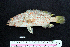  ( - IRD BMF-32.2)  @11 [ ] CreativeCommons  Attribution Non-Commercial Share-Alike (2016) Gino LIMMON Universitas Pattimura