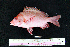  ( - IRD BMF-76.2)  @11 [ ] CreativeCommons  Attribution Non-Commercial Share-Alike (2016) Gino LIMMON Universitas Pattimura