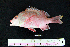  ( - IRD BMF-77.2)  @11 [ ] CreativeCommons  Attribution Non-Commercial Share-Alike (2016) Gino LIMMON Universitas Pattimura