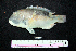  ( - IRD BMF-80.2)  @11 [ ] CreativeCommons  Attribution Non-Commercial Share-Alike (2016) Gino LIMMON Universitas Pattimura