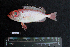  ( - IRD BMF-84.2)  @11 [ ] CreativeCommons  Attribution Non-Commercial Share-Alike (2016) Gino LIMMON Universitas Pattimura