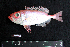  ( - IRD BMF-85.2)  @11 [ ] CreativeCommons  Attribution Non-Commercial Share-Alike (2016) Gino LIMMON Universitas Pattimura