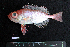  ( - IRD BMF-86.2)  @11 [ ] CreativeCommons  Attribution Non-Commercial Share-Alike (2016) Gino LIMMON Universitas Pattimura