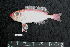  ( - IRD BMF-87.2)  @11 [ ] CreativeCommons  Attribution Non-Commercial Share-Alike (2016) Gino LIMMON Universitas Pattimura