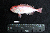  ( - IRD BMF-88.2)  @11 [ ] CreativeCommons  Attribution Non-Commercial Share-Alike (2016) Gino LIMMON Universitas Pattimura