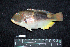  ( - IRD BMF-141.2)  @11 [ ] CreativeCommons  Attribution Non-Commercial Share-Alike (2016) Gino LIMMON Universitas Pattimura
