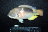  ( - IRD BMF-142.2)  @11 [ ] CreativeCommons  Attribution Non-Commercial Share-Alike (2016) Gino LIMMON Universitas Pattimura