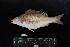  (Pentapodus trivittatus - IRD BMF-156.2)  @11 [ ] CreativeCommons  Attribution Non-Commercial Share-Alike (2016) Gino LIMMON Universitas Pattimura