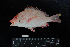  ( - IRD BMF-158.2)  @11 [ ] CreativeCommons  Attribution Non-Commercial Share-Alike (2016) Gino LIMMON Universitas Pattimura