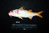  ( - IRD BMF-163.2)  @11 [ ] CreativeCommons  Attribution Non-Commercial Share-Alike (2016) Gino LIMMON Universitas Pattimura