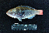  ( - IRD BMF-184.2)  @11 [ ] CreativeCommons  Attribution Non-Commercial Share-Alike (2016) Gino LIMMON Universitas Pattimura