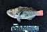  ( - IRD BMF-185.2)  @11 [ ] CreativeCommons  Attribution Non-Commercial Share-Alike (2016) Gino LIMMON Universitas Pattimura