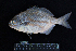  ( - IRD BMF-195.2)  @11 [ ] CreativeCommons  Attribution Non-Commercial Share-Alike (2016) Gino LIMMON Universitas Pattimura