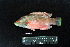  ( - IRD BMF-237.2)  @11 [ ] CreativeCommons  Attribution Non-Commercial Share-Alike (2016) Gino LIMMON Universitas Pattimura