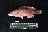 ( - IRD BMF-240.2)  @11 [ ] CreativeCommons  Attribution Non-Commercial Share-Alike (2016) Gino LIMMON Universitas Pattimura