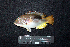  ( - IRD BMF-440.2)  @11 [ ] CreativeCommons  Attribution Non-Commercial Share-Alike (2016) Gino LIMMON Universitas Pattimura