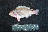  ( - IRD BMF-457.2)  @11 [ ] CreativeCommons  Attribution Non-Commercial Share-Alike (2016) Gino LIMMON Universitas Pattimura