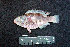  ( - IRD BMF-458.2)  @11 [ ] CreativeCommons  Attribution Non-Commercial Share-Alike (2016) Gino LIMMON Universitas Pattimura