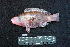  ( - IRD BMF-459.2)  @11 [ ] CreativeCommons  Attribution Non-Commercial Share-Alike (2016) Gino LIMMON Universitas Pattimura