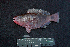  ( - IRD BMF-461.2)  @11 [ ] CreativeCommons  Attribution Non-Commercial Share-Alike (2016) Gino LIMMON Universitas Pattimura