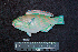  ( - IRD BMF-462.2)  @11 [ ] CreativeCommons  Attribution Non-Commercial Share-Alike (2016) Gino LIMMON Universitas Pattimura