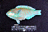 ( - IRD BMF-463.2)  @11 [ ] CreativeCommons  Attribution Non-Commercial Share-Alike (2016) Gino LIMMON Universitas Pattimura