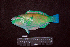  ( - IRD BMF-471.2)  @11 [ ] CreativeCommons  Attribution Non-Commercial Share-Alike (2016) Gino LIMMON Universitas Pattimura
