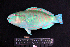  ( - IRD BMF-472.2)  @11 [ ] CreativeCommons  Attribution Non-Commercial Share-Alike (2016) Gino LIMMON Universitas Pattimura