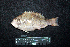  ( - IRD BMF-473.2)  @11 [ ] CreativeCommons  Attribution Non-Commercial Share-Alike (2016) Gino LIMMON Universitas Pattimura