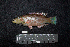  ( - IRD BMF-494.2)  @11 [ ] CreativeCommons  Attribution Non-Commercial Share-Alike (2016) Gino LIMMON Universitas Pattimura
