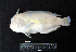  ( - IRD BMF-570.2)  @11 [ ] CreativeCommons  Attribution Non-Commercial Share-Alike (2016) Gino LIMMON Universitas Pattimura