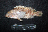  ( - IRD BMF-588.2)  @11 [ ] CreativeCommons  Attribution Non-Commercial Share-Alike (2016) Gino LIMMON Universitas Pattimura
