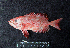  ( - IRD BMF-680.2)  @11 [ ] CreativeCommons  Attribution Non-Commercial Share-Alike (2016) Gino LIMMON Universitas Pattimura