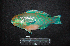  ( - IRD BMF-703.2)  @11 [ ] CreativeCommons  Attribution Non-Commercial Share-Alike (2016) Gino LIMMON Universitas Pattimura