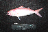  ( - IRD BMF-744.2)  @11 [ ] CreativeCommons  Attribution Non-Commercial Share-Alike (2016) Gino LIMMON Universitas Pattimura