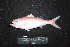  ( - IRD BMF-745.2)  @11 [ ] CreativeCommons  Attribution Non-Commercial Share-Alike (2016) Gino LIMMON Universitas Pattimura