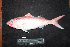 ( - IRD BMF-746.2)  @11 [ ] CreativeCommons  Attribution Non-Commercial Share-Alike (2016) Gino LIMMON Universitas Pattimura