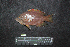 ( - IRD BMF-756.2)  @11 [ ] CreativeCommons  Attribution Non-Commercial Share-Alike (2016) Gino LIMMON Universitas Pattimura