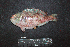  ( - IRD BMF-766.2)  @11 [ ] CreativeCommons  Attribution Non-Commercial Share-Alike (2016) Gino LIMMON Universitas Pattimura