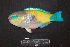  ( - IRD BMF-769.2)  @11 [ ] CreativeCommons  Attribution Non-Commercial Share-Alike (2016) Gino LIMMON Universitas Pattimura
