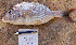  ( - IRD Gymnocranius 4.2)  @11 [ ] CreativeCommons  Attribution Non-Commercial Share-Alike  Unspecified Institut de recherche pour le développement, France