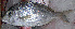  ( - IRD 20080130-A.2)  @11 [ ] CreativeCommons  Attribution Non-Commercial Share-Alike  Unspecified Institut de recherche pour le développement, France