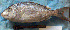  ( - IRD 20080531-B.2)  @11 [ ] CreativeCommons  Attribution Non-Commercial Share-Alike  Unspecified Institut de recherche pour le développement, France