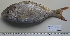  ( - IRD 20081122.2)  @11 [ ] CreativeCommons  Attribution Non-Commercial Share-Alike  Unspecified Institut de recherche pour le développement, France